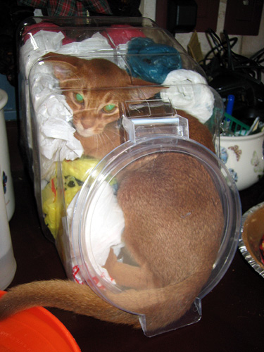 Kitten in the Jar